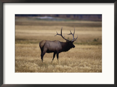 Elk In Field, Yellowstone National Park, Wy by Elizabeth Delaney Pricing Limited Edition Print image