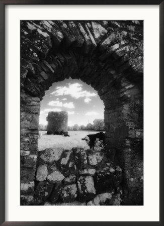 Cows, Ballybeg Abbey, Ireland by Karen Schulman Pricing Limited Edition Print image