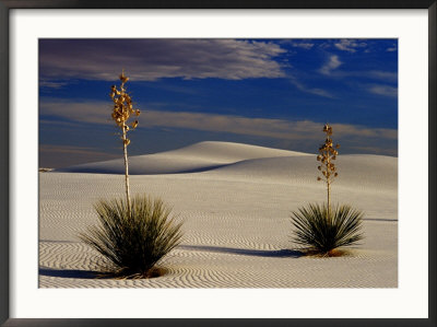 Two Yuccas In Sand by Russell Burden Pricing Limited Edition Print image