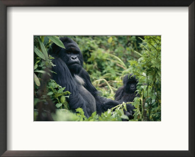 Adult Male Mountain Gorilla by Michael Nichols Pricing Limited Edition Print image