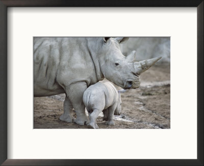A Large White Rhinoceros And Its Young by Kenneth Garrett Pricing Limited Edition Print image
