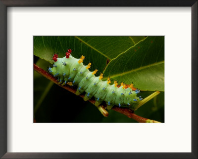 The Caterpillar Of A Cecropia Moth Feeds On A Leaf by George Grall Pricing Limited Edition Print image