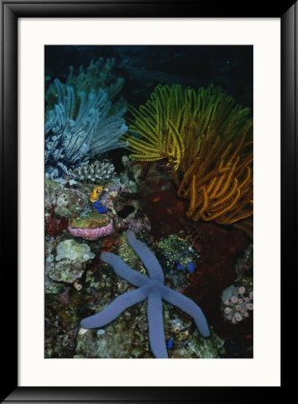 A Blue Starfish With Colorful Coral And Sea Anemones by Wolcott Henry Pricing Limited Edition Print image