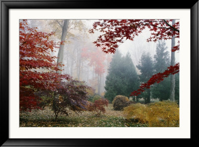 Several Japanese Maple Trees In The Fall by Darlyne A. Murawski Pricing Limited Edition Print image