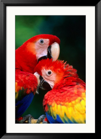 Pair Of Preening Scarlett Macaw (Ara Macao), Puntarenas, Costa Rica by Ralph Lee Hopkins Pricing Limited Edition Print image