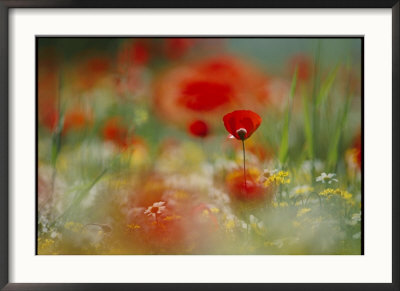 Close View Of Wildflowers, Including Poppies And Daisies, In A Field by Annie Griffiths Belt Pricing Limited Edition Print image