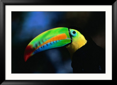 Keel-Billed Toucan (Ramphastos Sulfuratus) In Profile, Costa Rica by Alfredo Maiquez Pricing Limited Edition Print image