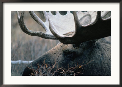 Bull Moose, Denali National Park & Preserve, Alaska, Usa by Mark Newman Pricing Limited Edition Print image