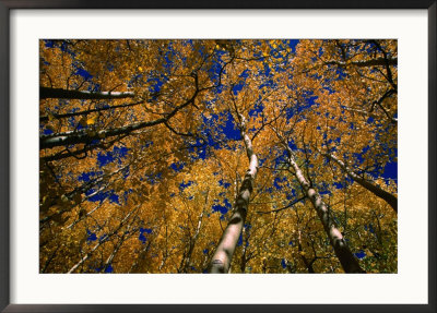 Aspen Trees, Aspen, Colorado, Usa by Richard Cummins Pricing Limited Edition Print image