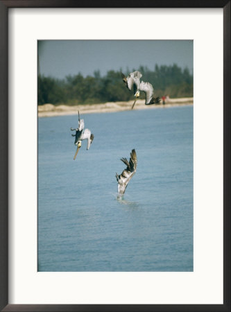 Three Brown Pelicans Dive Into Water After Fish by Bill Curtsinger Pricing Limited Edition Print image