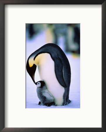 Emperor Penguin With Chick At Dawson-Lambton Glacier, Weddell Sea, Antarctica by David Tipling Pricing Limited Edition Print image