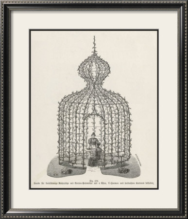 If You Train Your Tree Properly You Will Not Need To Build A Summer House by Heinrich Weber Pricing Limited Edition Print image