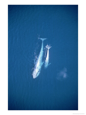 Blue Whale, With Calf, Mexico by Patricio Robles Gil Pricing Limited Edition Print image