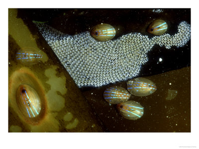 Blue Rayed Limpets, County Cork, Ireland by Paul Kay Pricing Limited Edition Print image