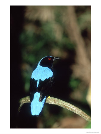 Fairy Bluebird, Male, Zoo Animal by Stan Osolinski Pricing Limited Edition Print image