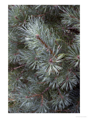 Pine, Chantry Blue, Close Up Of Leaves by Kidd Geoff Pricing Limited Edition Print image