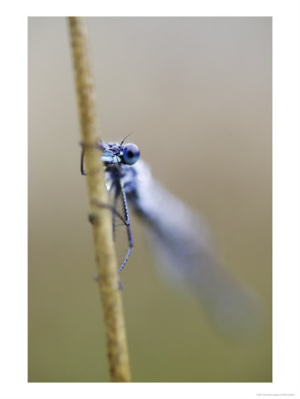 Emerald Damselfly, Close-Up Head On View Of Dew-Covered Male Resting On Reed, Scotland by Mark Hamblin Pricing Limited Edition Print image