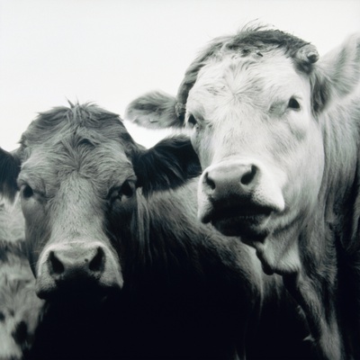 Two Cattle by Holger Winkler Pricing Limited Edition Print image