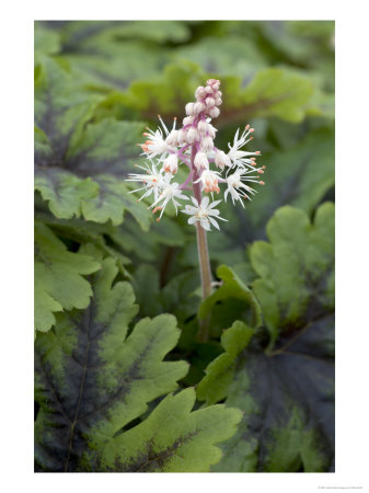 Tiarella, Flowering by Kidd Geoff Pricing Limited Edition Print image