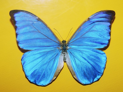 Blue Morpho Butterfly by Bernd Vogel Pricing Limited Edition Print image
