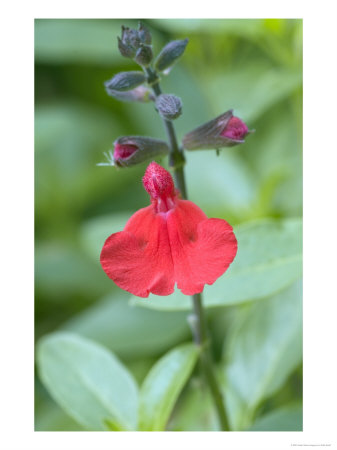 Salvia X Jamensis Cherry Queen by Kidd Geoff Pricing Limited Edition Print image