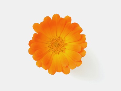 Calendula Officinalis, Close-Up by Claudia Rehm Pricing Limited Edition Print image