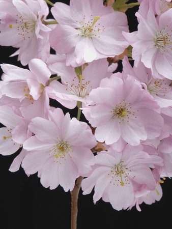 Pink Cherry Blossom, Close-Up by Claudia Rehm Pricing Limited Edition Print image
