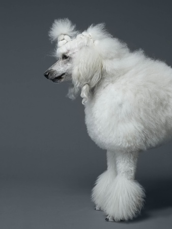 White Poodle Standing In Profile by Jakob Helbig Pricing Limited Edition Print image