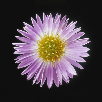 Gerber Daisy In Black Background by Darwin Wiggett Pricing Limited Edition Print image