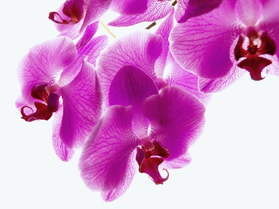 Detail Of Purple Orchids by Bernd Vogel Pricing Limited Edition Print image