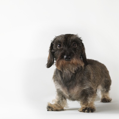 Dog Standing On White Background by Jens Lucking Pricing Limited Edition Print image