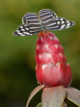 Tailed Jay (Graphium Agamemnon) South East Asia by Ron Watts Pricing Limited Edition Print image