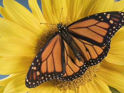 Monarch Butterfly On Sunflower by Wave Pricing Limited Edition Print image