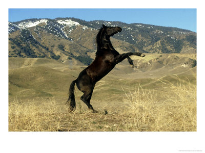 Black Stallion, Rearing Up by Alan And Sandy Carey Pricing Limited Edition Print image