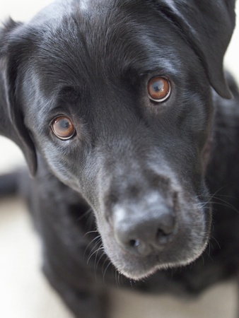 Close Up Of A Black Lab Dog by Will Datene Pricing Limited Edition Print image