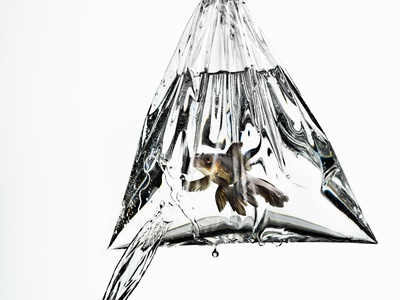 Black Fantail Goldfish  In A Plastic Bag Leaking Water by Roderick Chen Pricing Limited Edition Print image