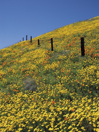 Fence Posts In Large Bed Of Flowers by John W. Warden Pricing Limited Edition Print image