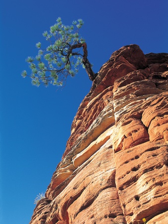 Tree On Cliff In Desert by John W. Warden Pricing Limited Edition Print image