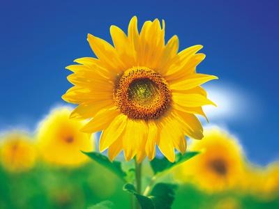 Sunflower by Kazuya Shiota Pricing Limited Edition Print image