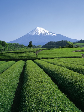 Mt. Fuji by Michihiko Kanegae Pricing Limited Edition Print image