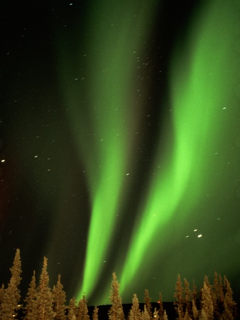Aurora Borealis Over Trees by Michihiko Kanegae Pricing Limited Edition Print image