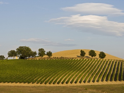 Italy, Tuscany, Vineyard And Trees by Fotofeeling Pricing Limited Edition Print image