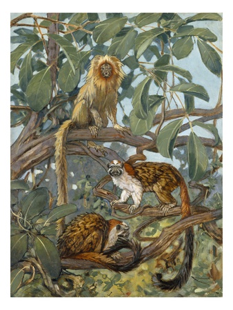Painting Of Marmosets In The Jungle Canopy by National Geographic Society Pricing Limited Edition Print image
