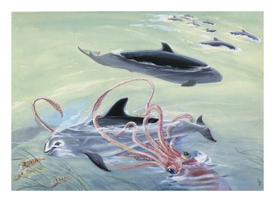 A Giant Squid Fights A Risso's Dolphin by National Geographic Society Pricing Limited Edition Print image