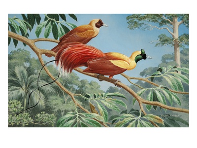 Male And Female Red Birds Of Paradise Perch On A Tree Branch by National Geographic Society Pricing Limited Edition Print image