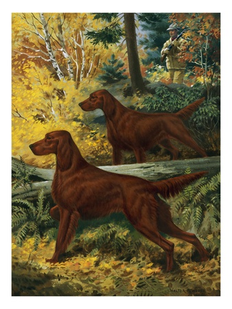 Two Irish Setters Stand Alertly In Forest Near A Hunter by National Geographic Society Pricing Limited Edition Print image