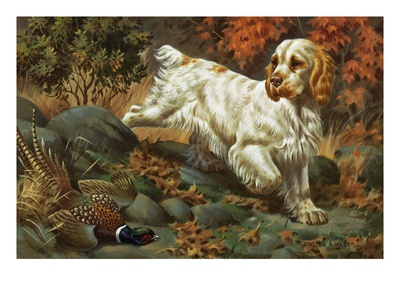 Portrait Of A Clumber Spaniel Hunting A Bird by National Geographic Society Pricing Limited Edition Print image