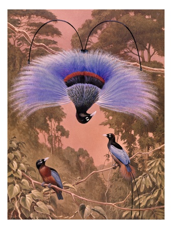 Blue Bird Of Paradise Performs Courtship Display Hanging Upside Down by National Geographic Society Pricing Limited Edition Print image