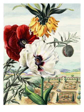 Painting Of Crown Imperial Poppy With White And Red Oriental Poppies by National Geographic Society Pricing Limited Edition Print image