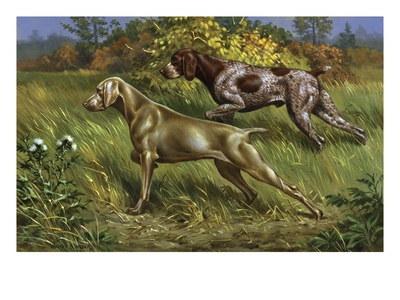 Weimaraner And German Short-Haired Pointer Point To Prey In Field by National Geographic Society Pricing Limited Edition Print image